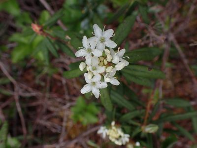Rhododendron groenlandicum, photographed by Randal