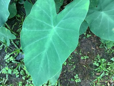 Colocasia esculenta, photographed by ALLIE BORGMEYER