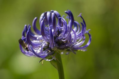 Phyteuma orbiculare, photographed by Tim Johnson