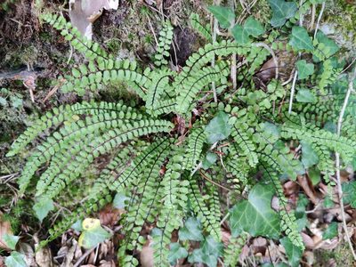 Asplenium trichomanes, photographed by Paul Braun