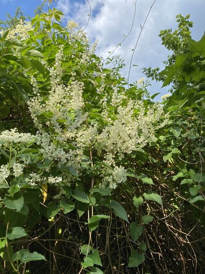 Fallopia aubertii, photographed by Mamelut