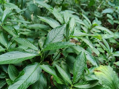 Mercurialis perennis, photographed by Paul Braun