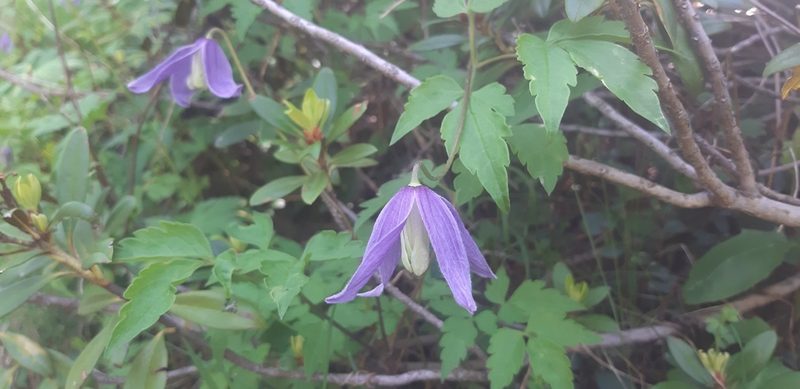 Clematis alpina, photographed by Leonardo Ancillotto