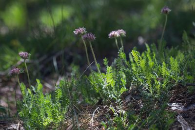 Anthyllis montana, photographed by Tim Johnson