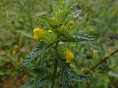 Rhinanthus minor, photographed by Randal