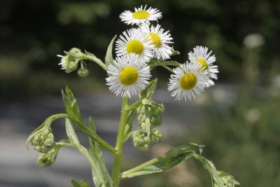 Erigeron annuus, photographed by Nico