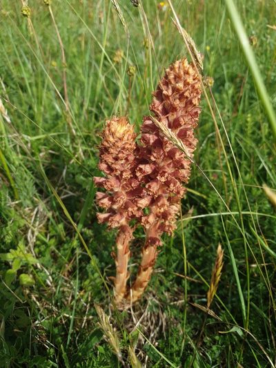 Orobanche elatior, photographed by mattnewnham