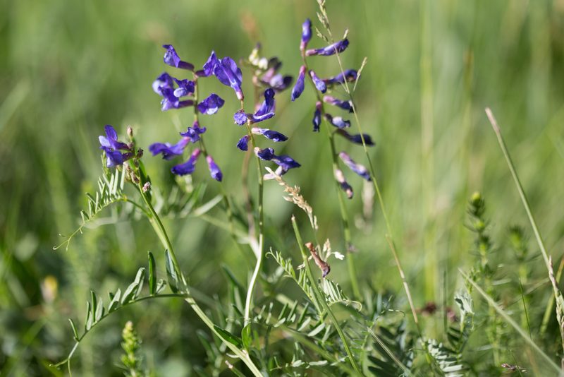 Vicia onobrychioides, photographed by Tim Johnson
