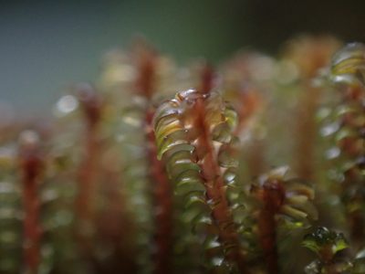 Diplophyllum albicans, photographed by Randal