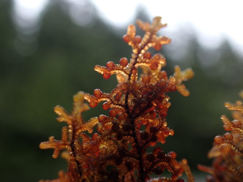 Frullania nisquallensis, photographed by Randal