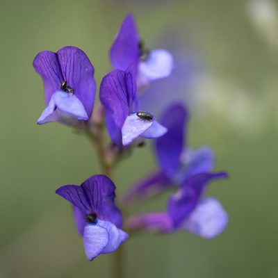 Vicia onobrychioides, photographed by Tim Johnson