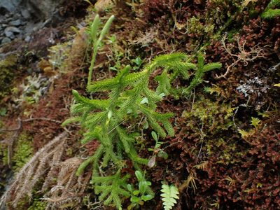 Lycopodium clavatum, photographed by Randal