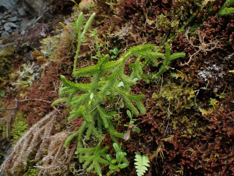 Lycopodium clavatum, photographed by Randal
