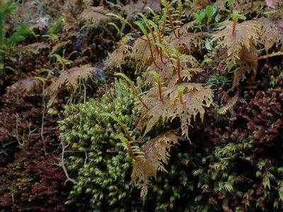 Hylocomium splendens, photographed by Randal