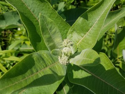 Asclepias syriaca, photographed by aerospaceeb