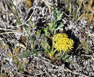 Musineon divaricatum, photographed by Eric Lamb