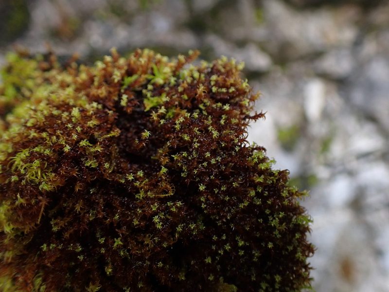 Geheebia ferruginea, photographed by Randal