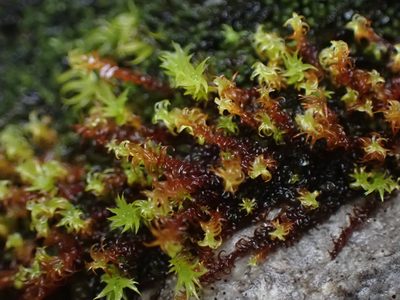 Geheebia ferruginea, photographed by Randal