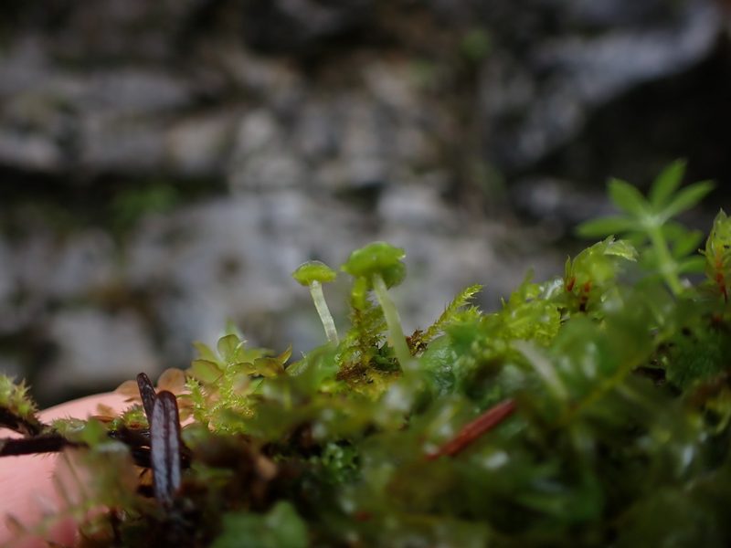 Marchantia quadrata, photographed by Randal