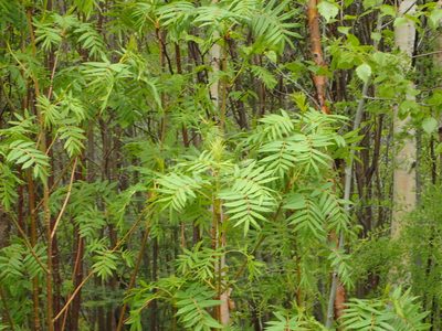 Sorbus americana, photographed by Allan Harris