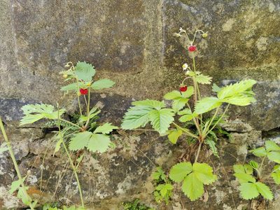 Fragaria vesca, photographed by Paul Braun