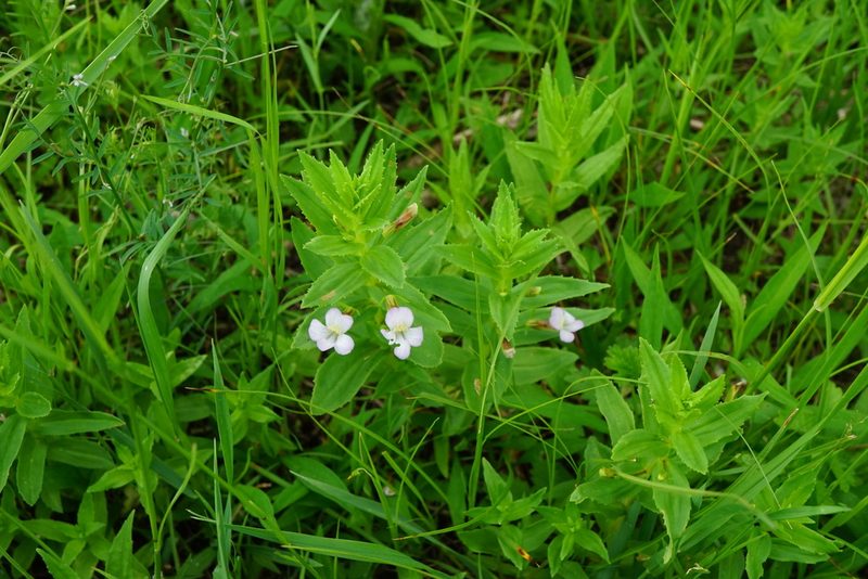 Gratiola officinalis, photographed by Patrick Hacker