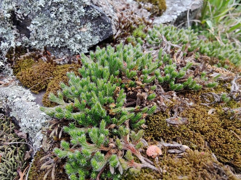 Selaginella rupestris, photographed by Gus