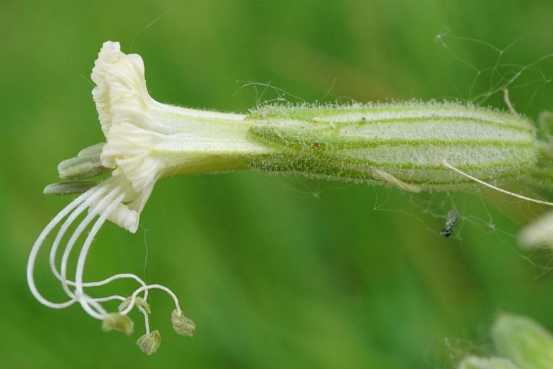 Silene viscosa, photographed by Patrick Hacker