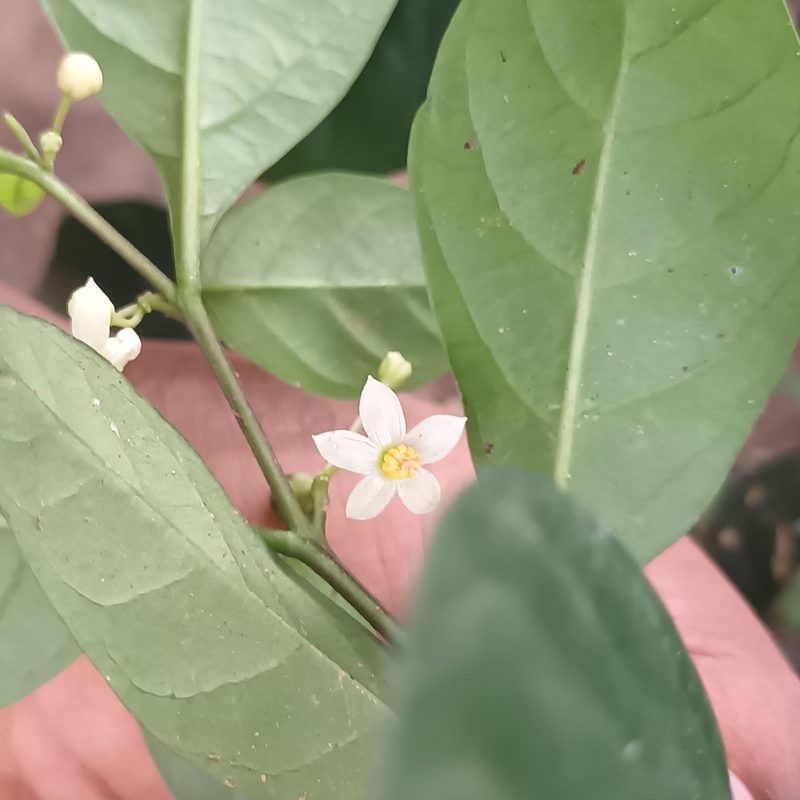 Solanum diphyllum, photographed by Pranav Chandra Bose