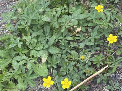 Potentilla reptans, photographed by David Lazarus