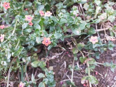 Lysimachia arvensis, photographed by AnimalObserverDeniz321