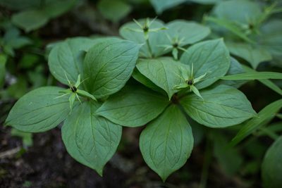 Paris quadrifolia, photographed by Tim Johnson