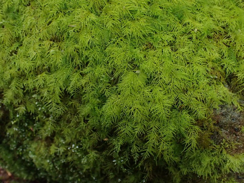 Kindbergia praelonga, photographed by Randal