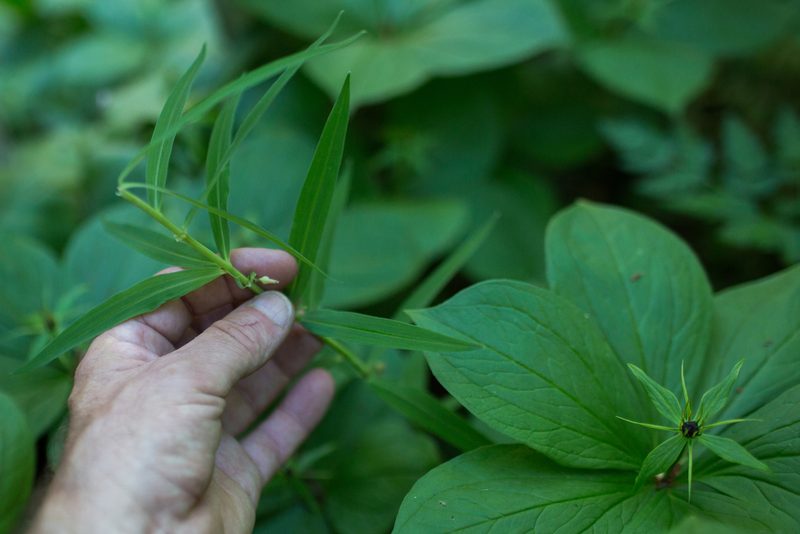 Polygonatum verticillatum, photographed by Tim Johnson