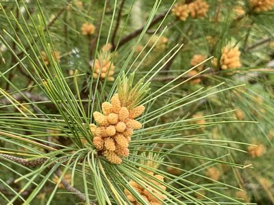 Pinus strobus, photographed by Ian Manning