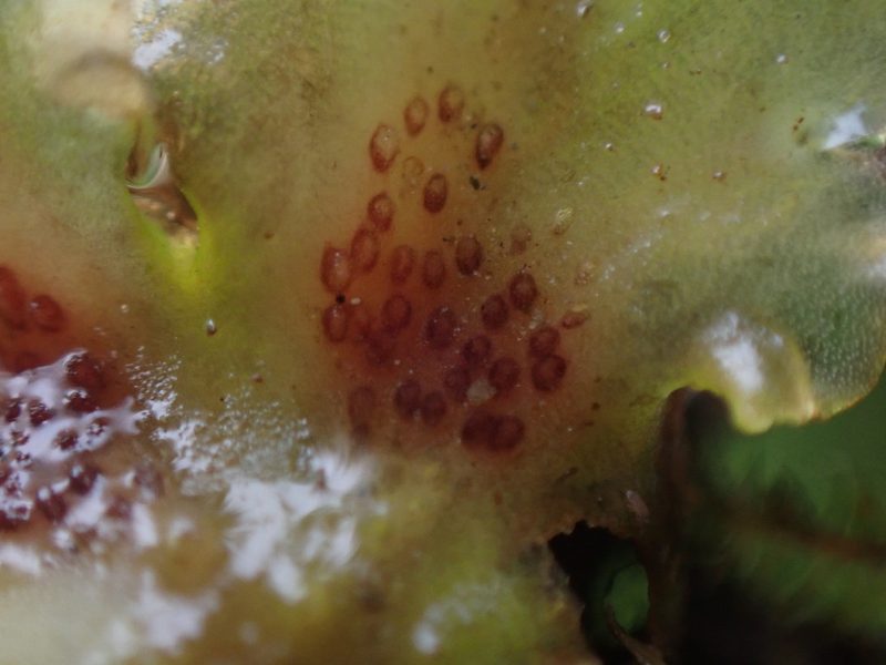 Pellia neesiana, photographed by Randal