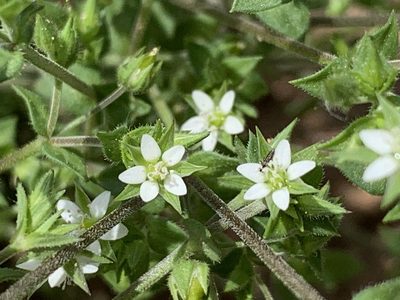 Arenaria serpyllifolia, photographed by Ian Manning