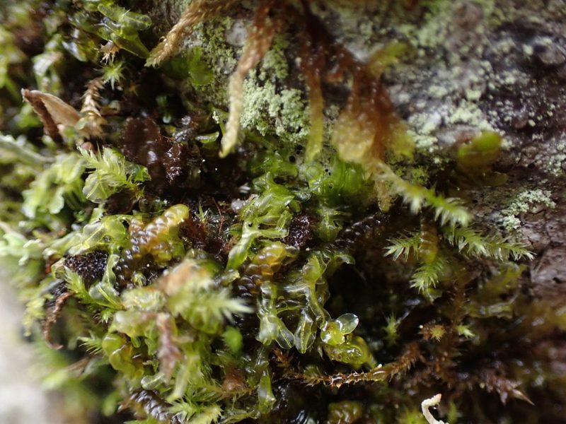 Metzgeria conjugata, photographed by Randal