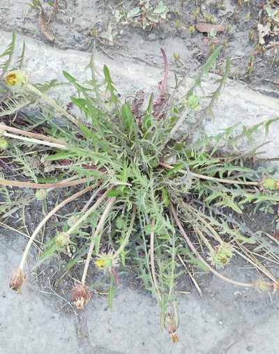 Taraxacum scariosum, photographed by Yurii Basov