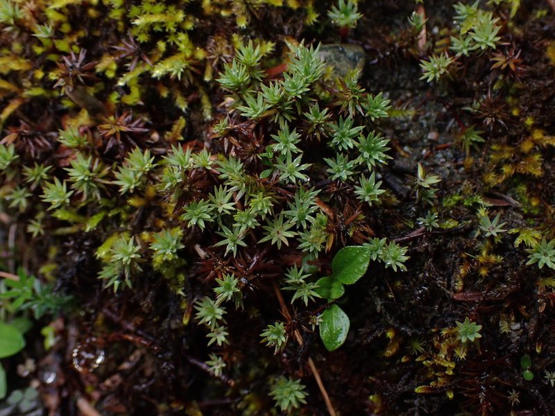 Pogonatum urnigerum, photographed by Randal