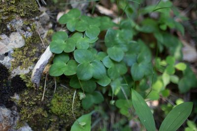 Hepatica nobilis, photographed by Tim Johnson