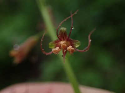 Tolmiea menziesii