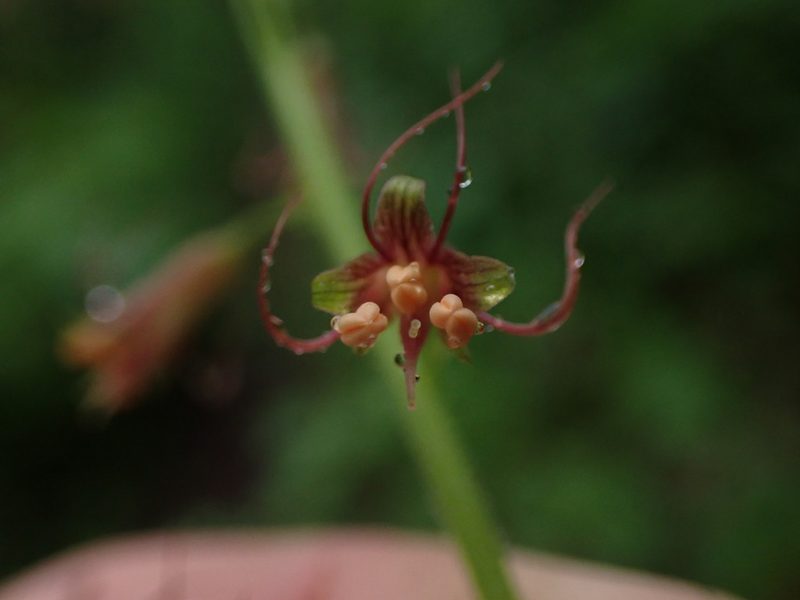 Tolmiea menziesii, photographed by Randal