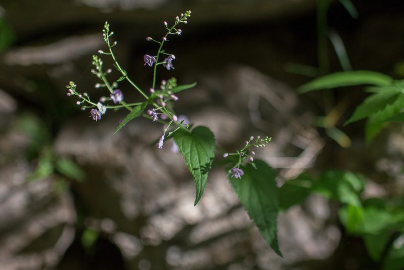 Veronica urticifolia, photographed by Tim Johnson