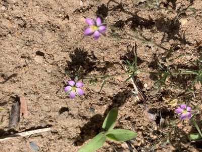 Spergularia rubra, photographed by Ian Manning