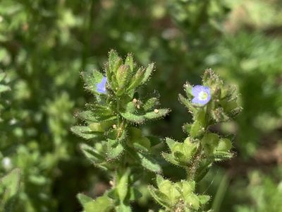 Veronica arvensis, photographed by Ian Manning