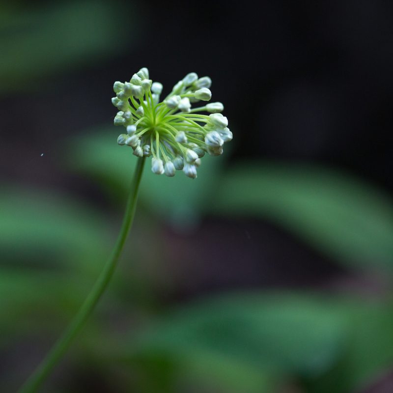 Allium victorialis, photographed by Tim Johnson