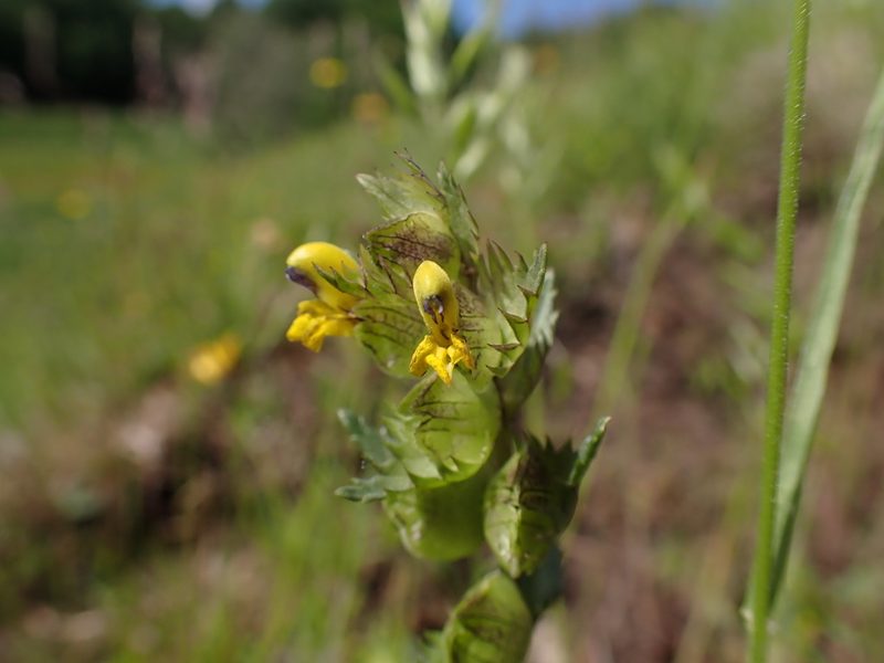 Rhinanthus minor, photographed by Skjold Søndergaard