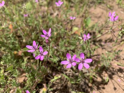 Erodium cicutarium, photographed by Ian Manning