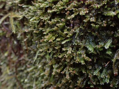 Diplophyllum albicans, photographed by Randal